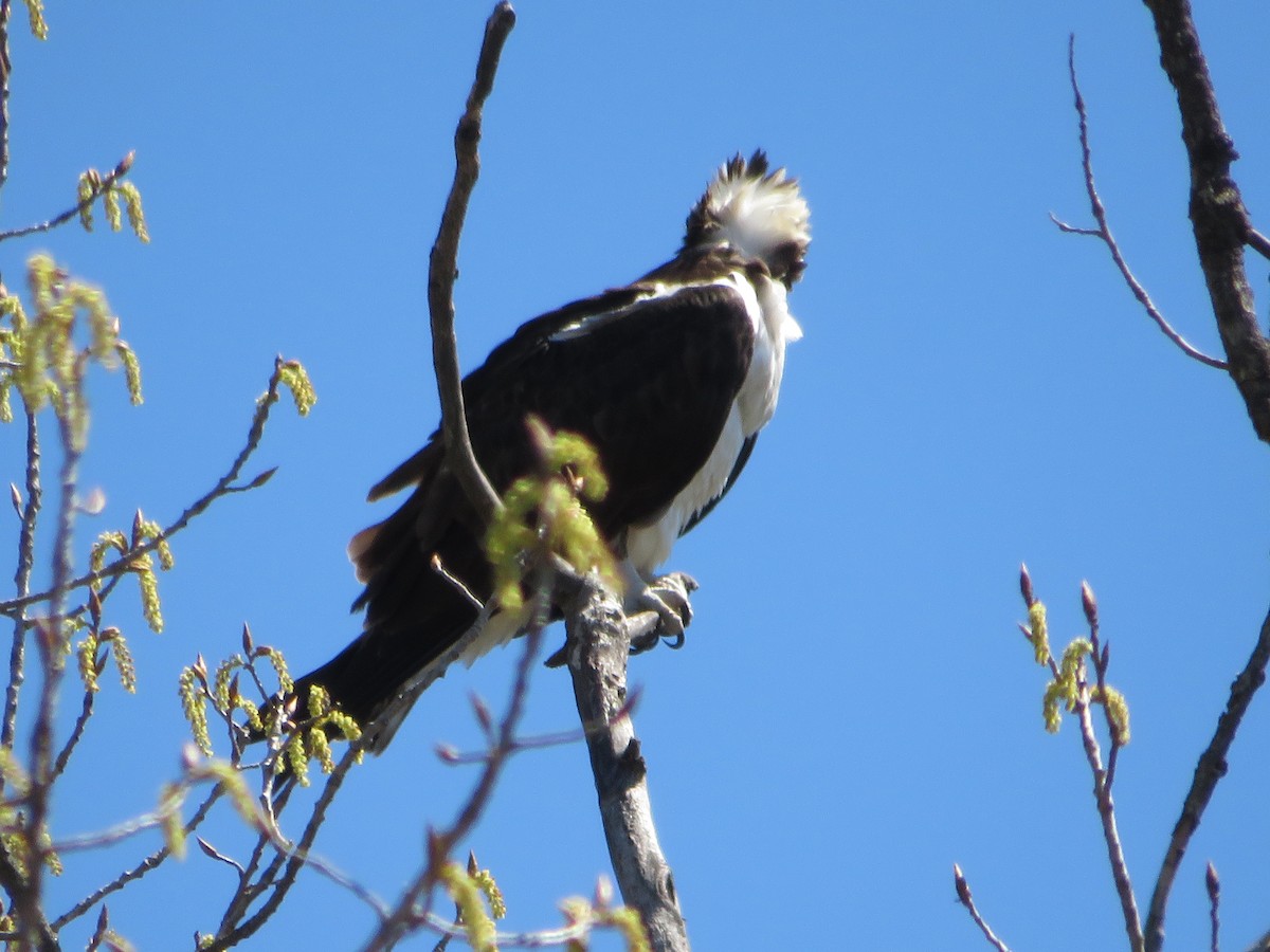 Osprey - ML633933923