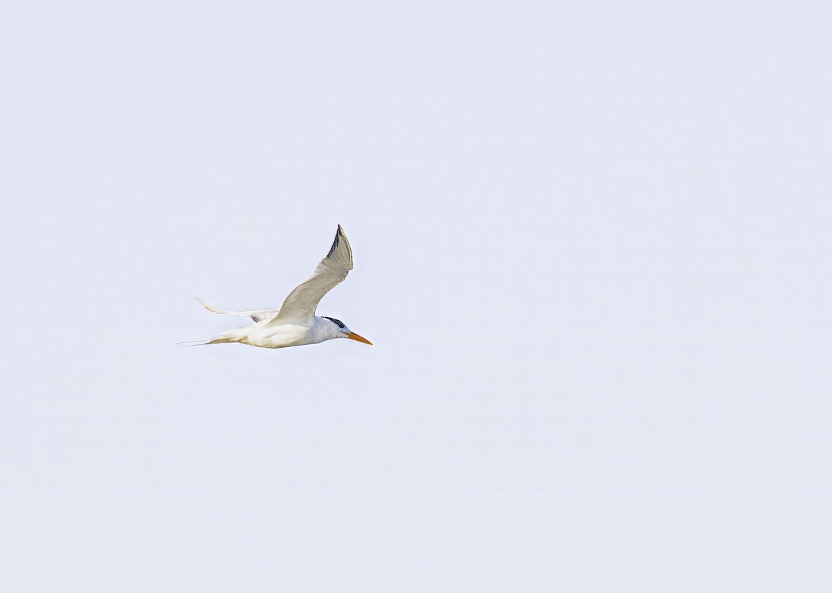 Royal Tern - ML633933947