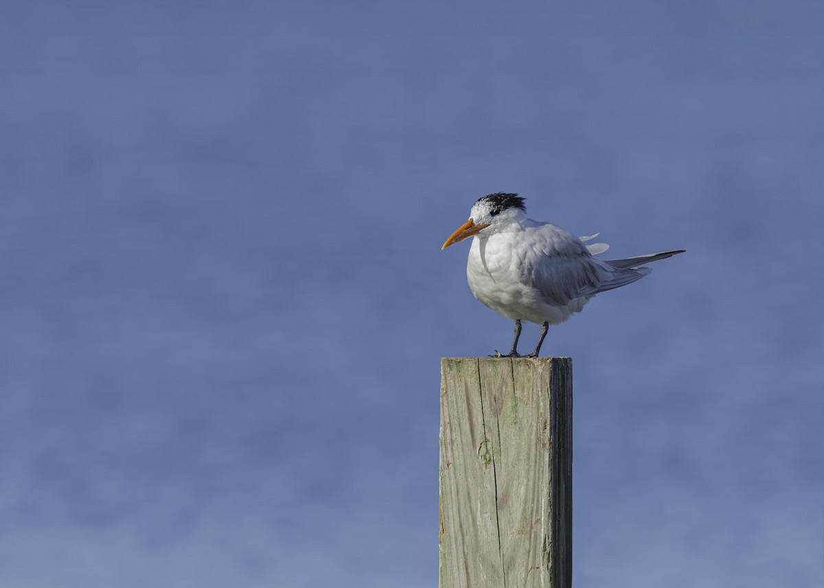Royal Tern - ML633933948