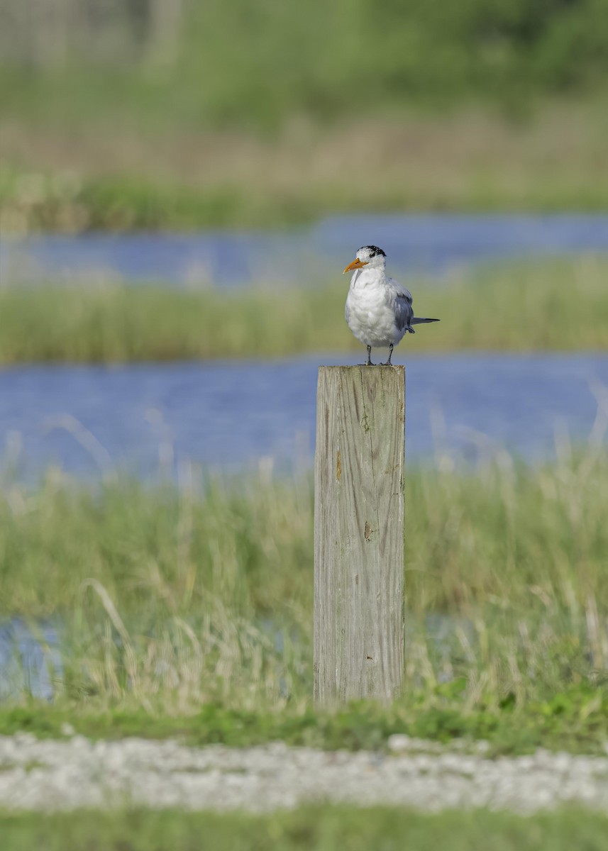Royal Tern - ML633933949