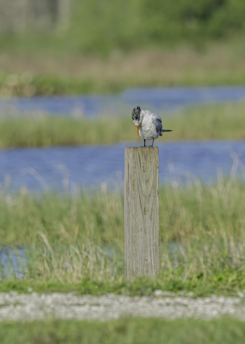 Royal Tern - ML633933950