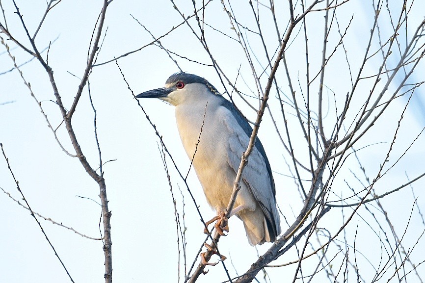Black-crowned Night Heron - ML633934234