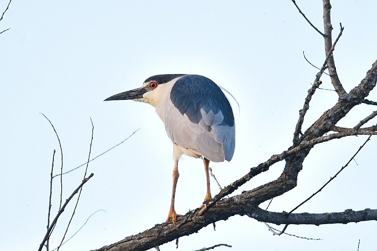 Black-crowned Night Heron - ML633934235