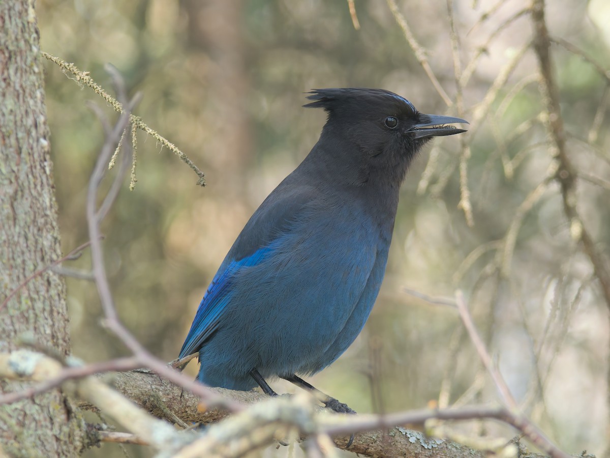 Steller's Jay (Coastal) - ML633934353
