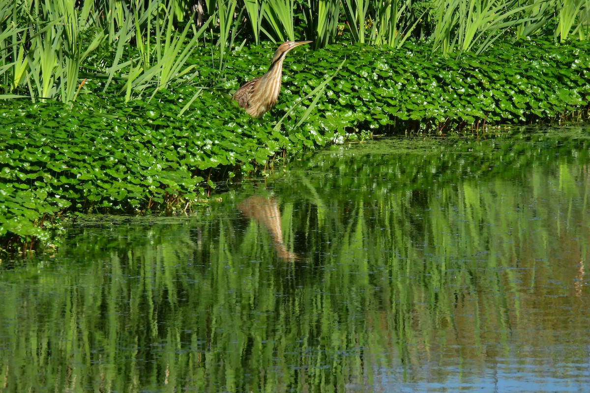 American Bittern - ML633934411