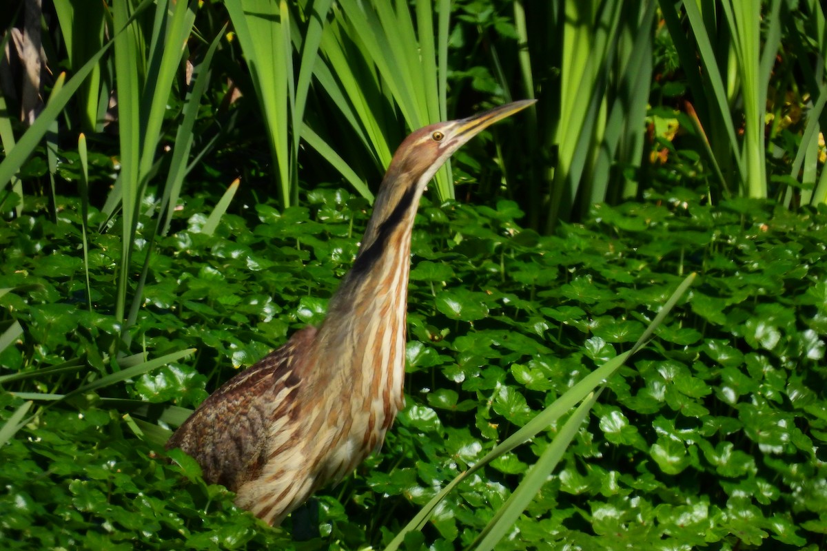 American Bittern - ML633934412