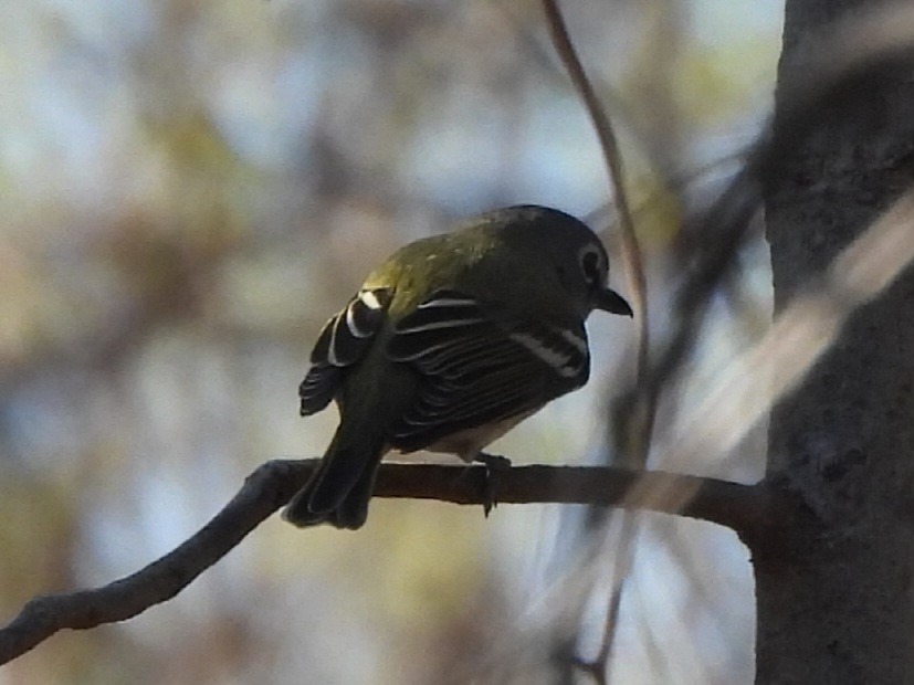 Blue-headed Vireo - ML633934425