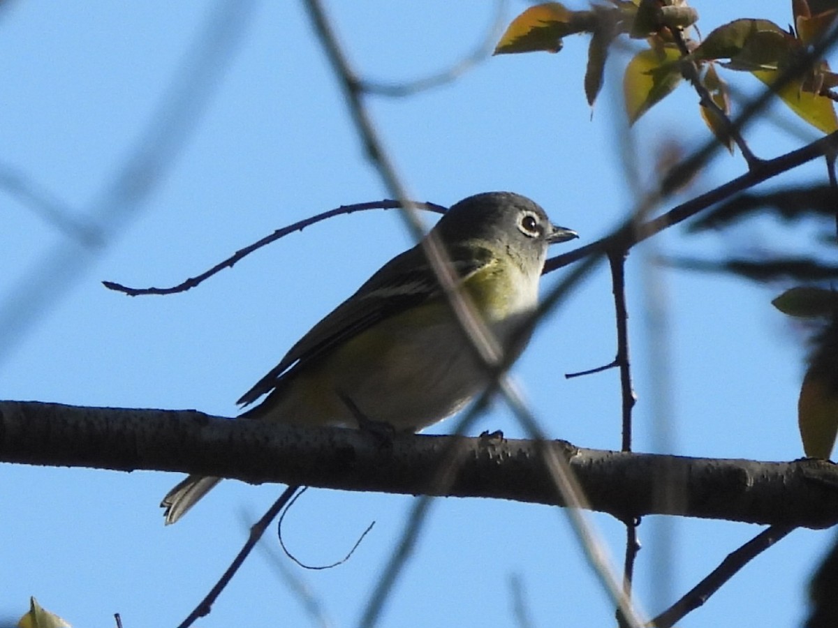 Blue-headed Vireo - ML633934426
