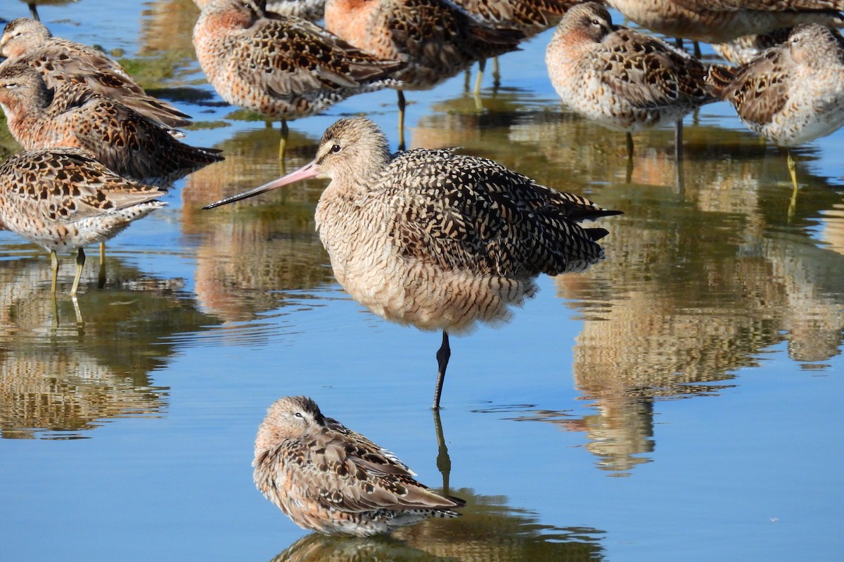 Marbled Godwit - ML633934539