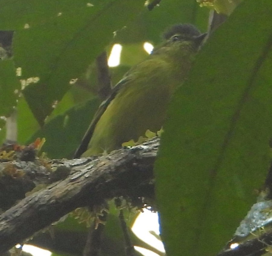 Black-capped Tyrannulet - ML633934914