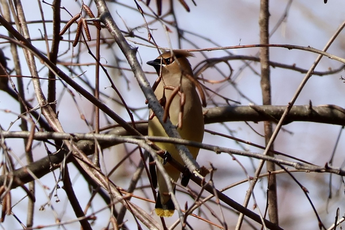 Cedar Waxwing - ML633934948