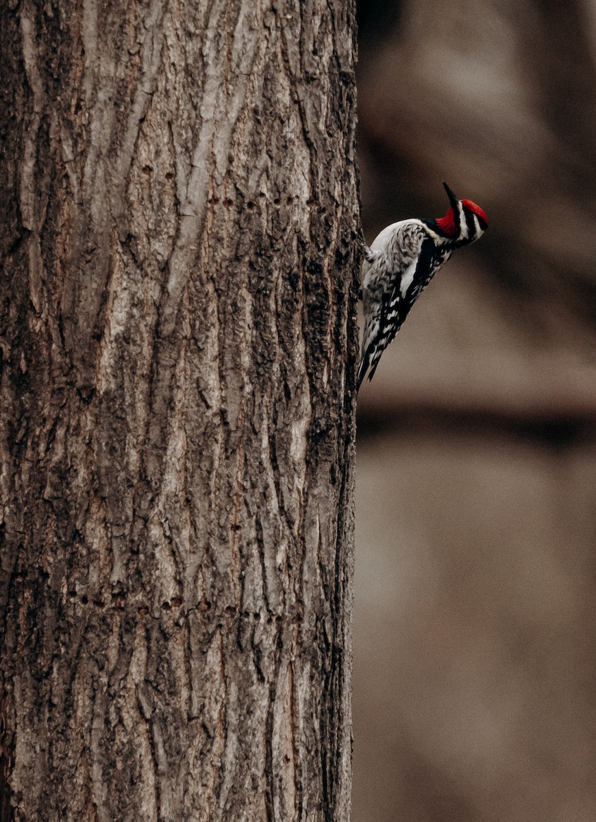 נקר צהוב-בטן - ML633934983