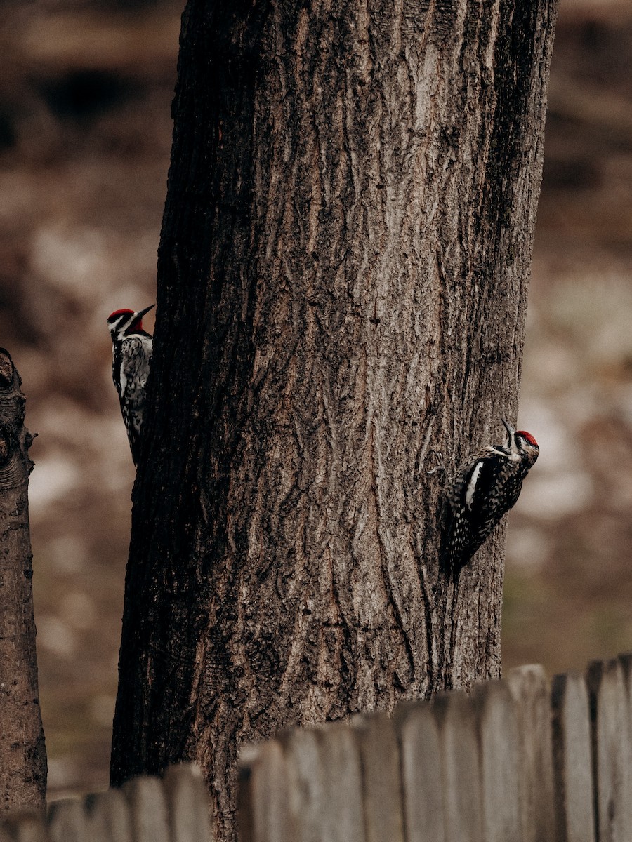 נקר צהוב-בטן - ML633934984