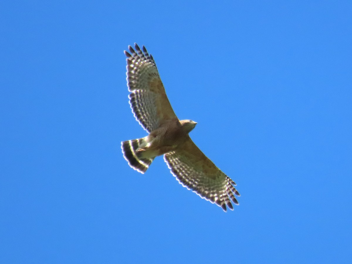 Rotschulterbussard - ML633935052
