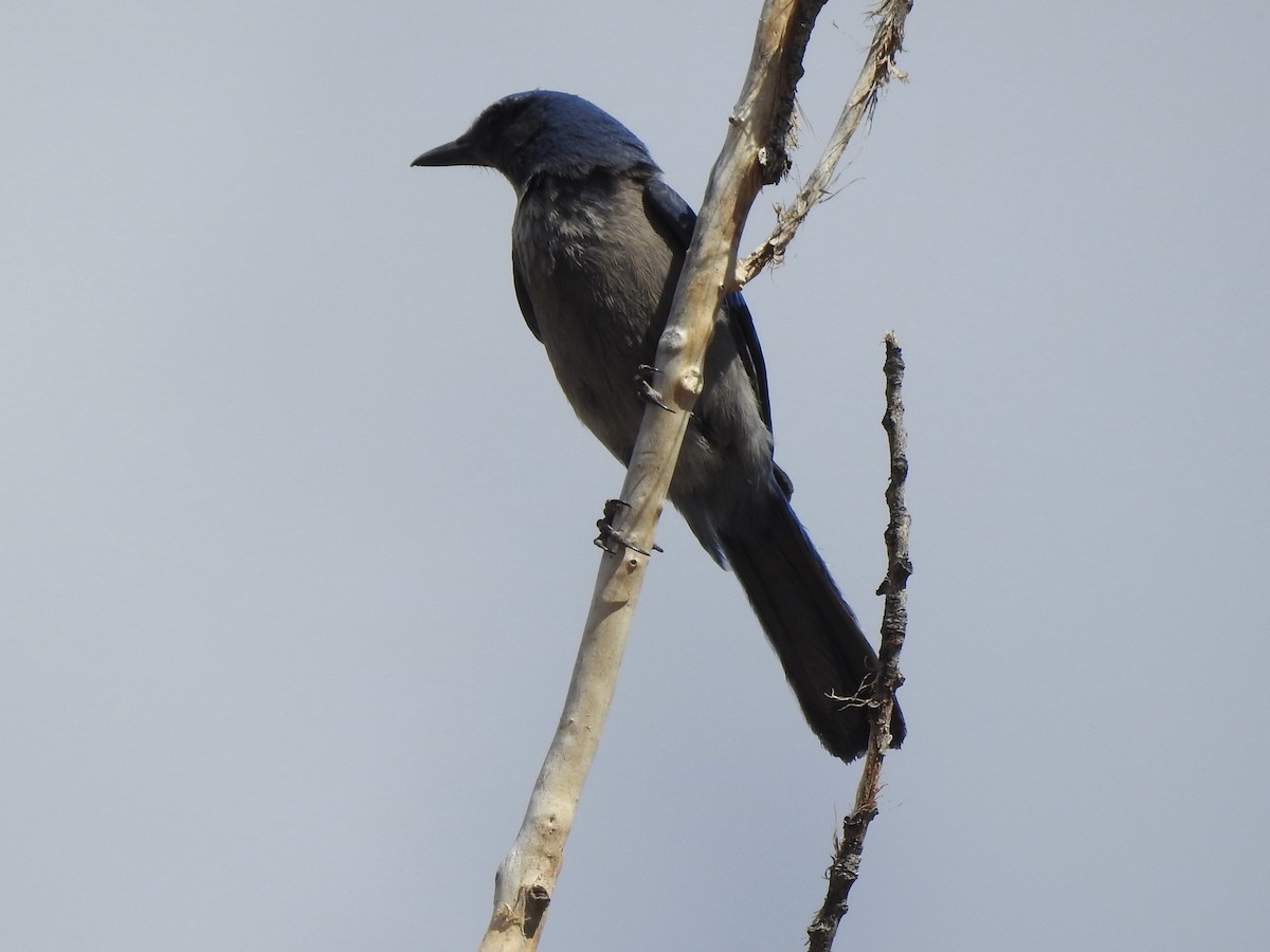 Woodhouse's Scrub-Jay (Woodhouse's) - ML633935076