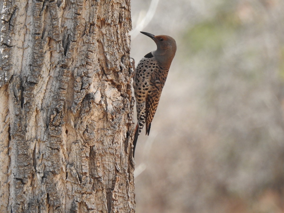 Northern Flicker (Red-shafted) - ML633935087