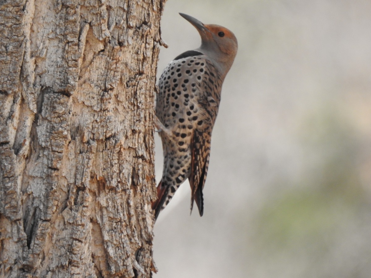 Northern Flicker (Red-shafted) - ML633935093