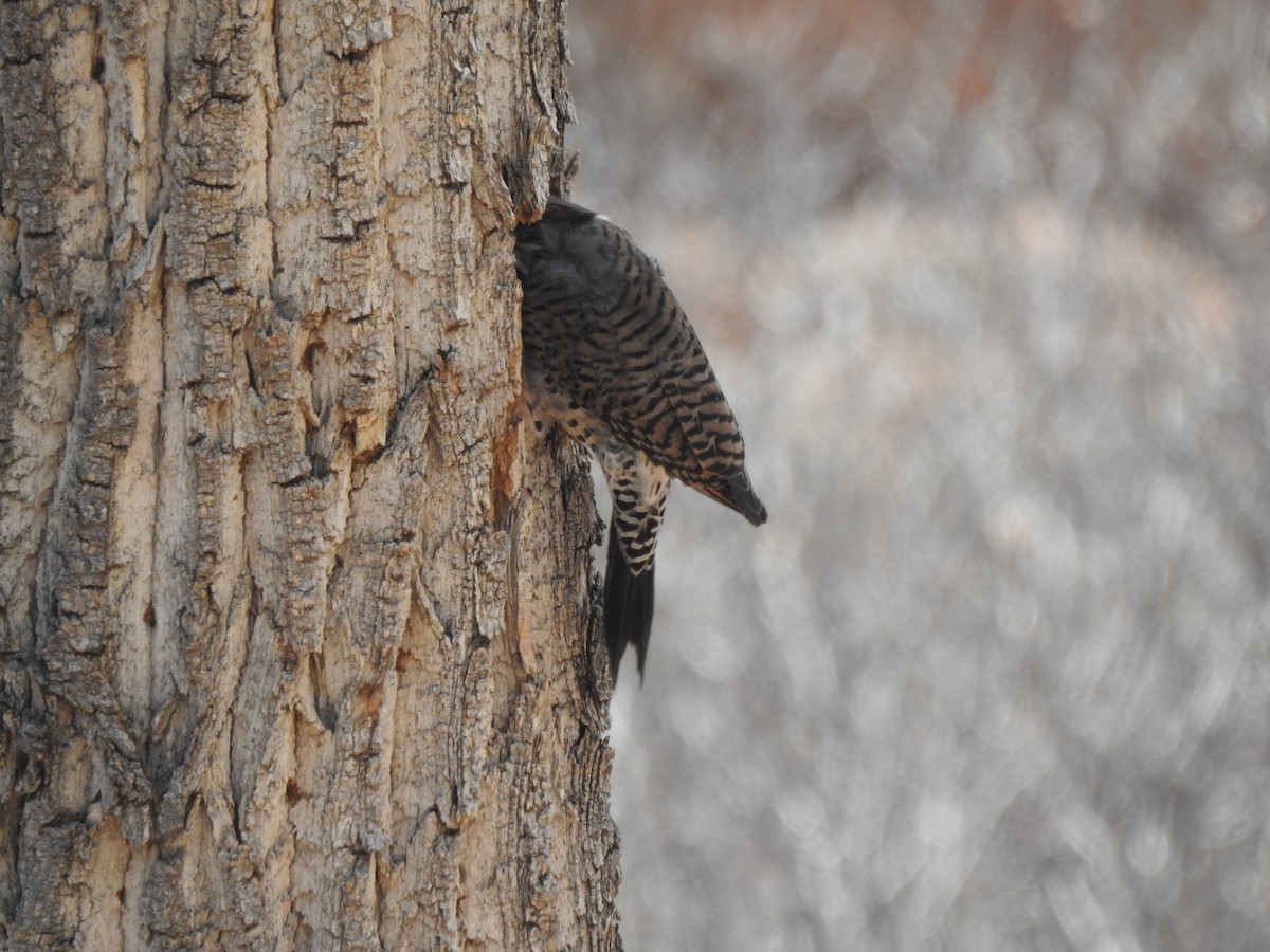 Northern Flicker (Red-shafted) - ML633935098