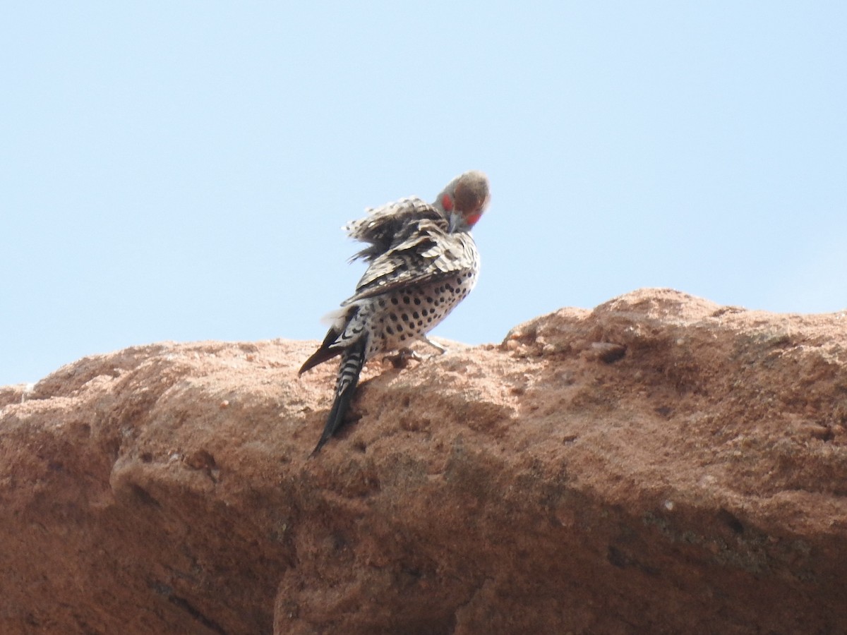 Northern Flicker (Red-shafted) - ML633935107