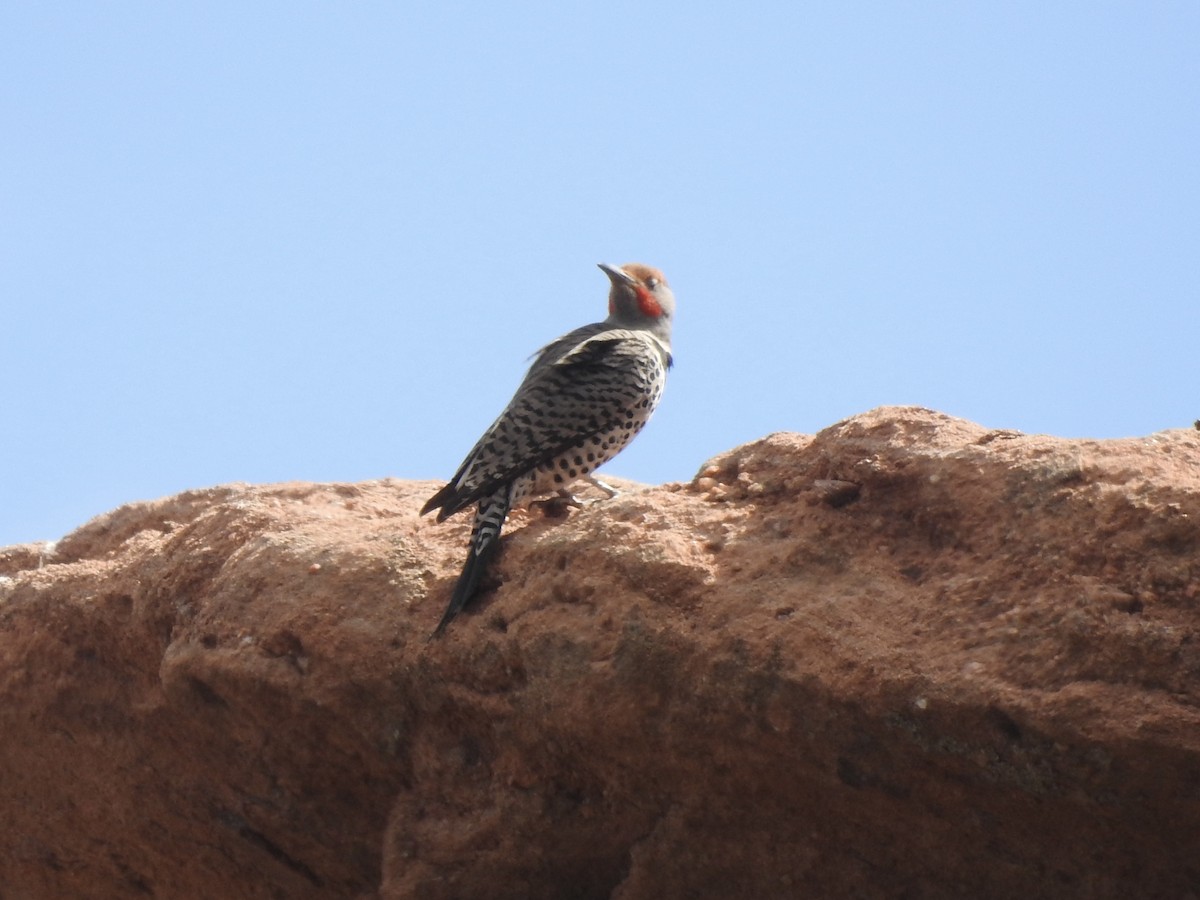 Northern Flicker (Red-shafted) - ML633935111