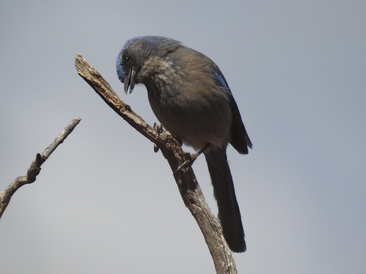 Woodhouse's Scrub-Jay (Woodhouse's) - ML633935121