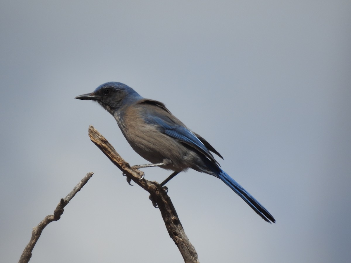 Woodhouse's Scrub-Jay (Woodhouse's) - ML633935126