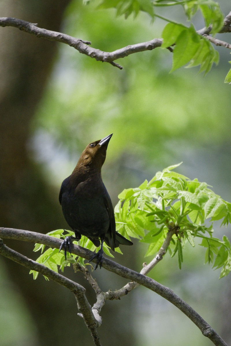 Brown-headed Nuthatch - ML633935133