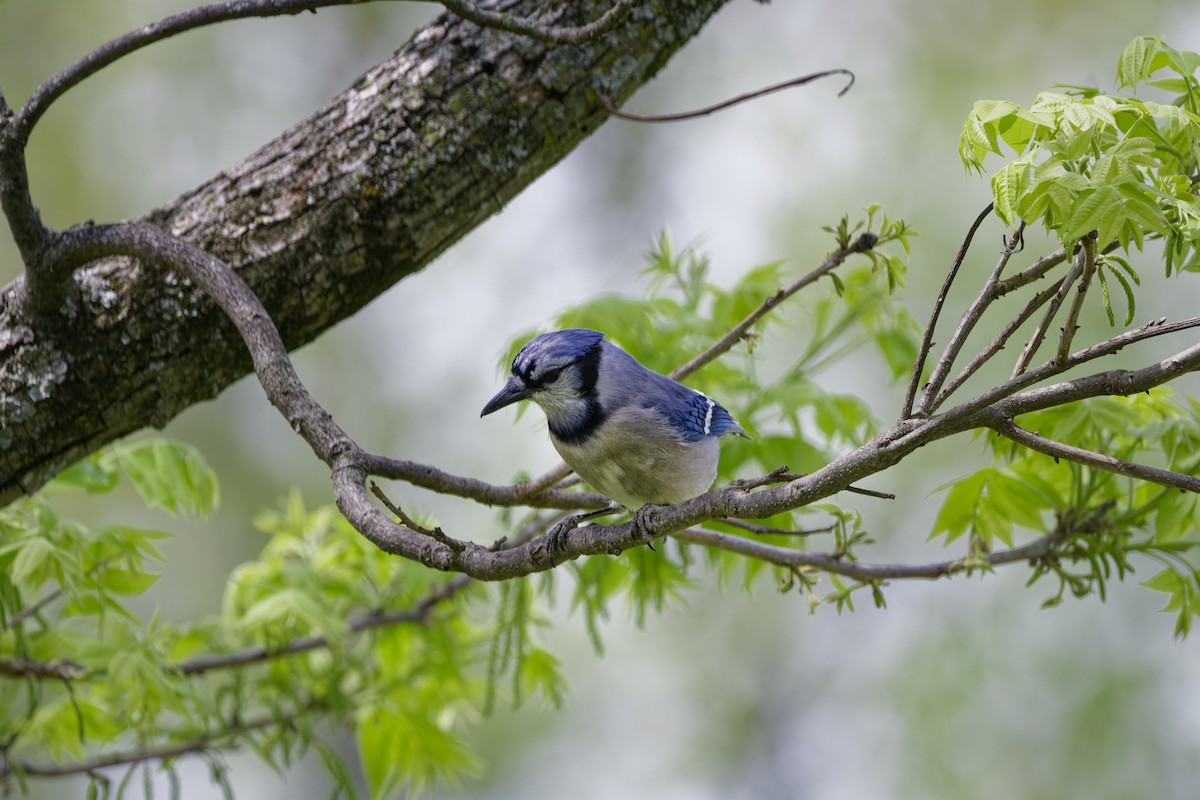 Blue Jay - ML633935162