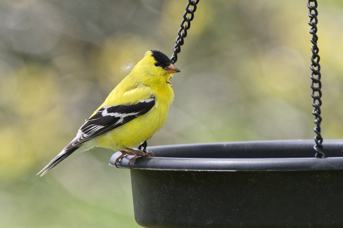 American Goldfinch - ML633935189