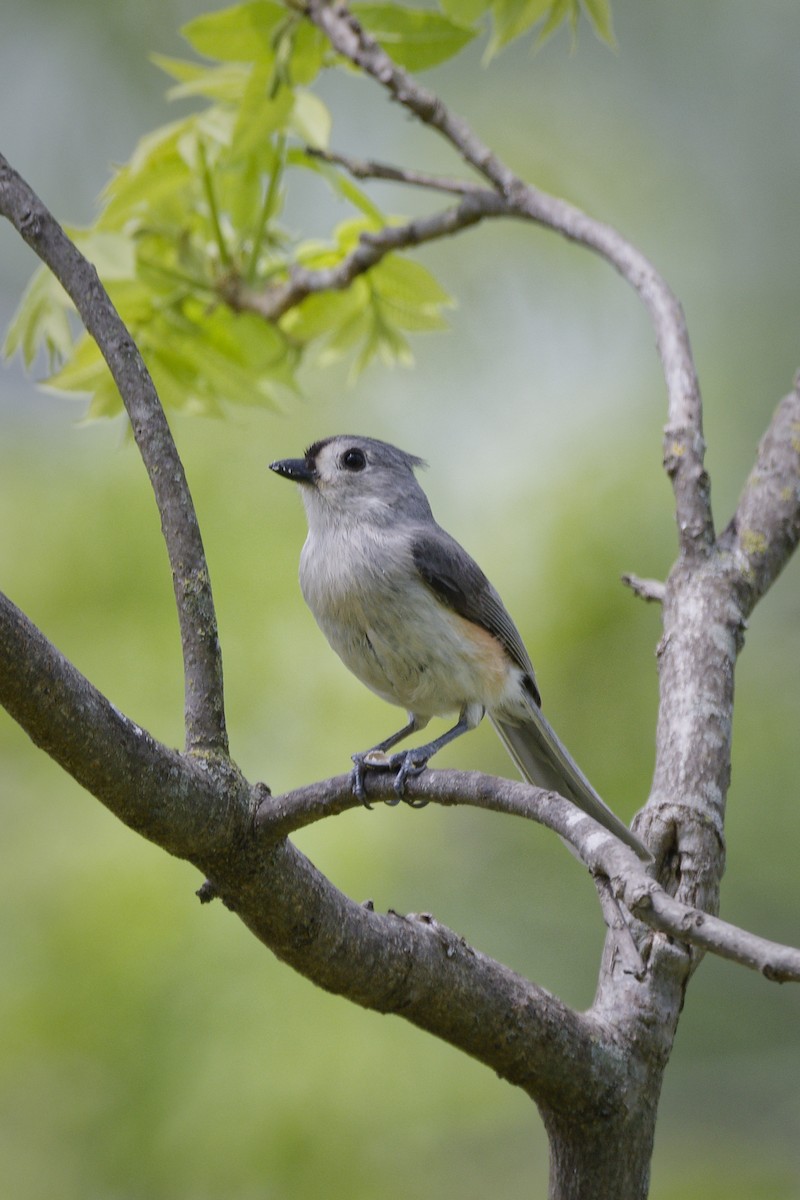 Tufted Titmouse - ML633935203
