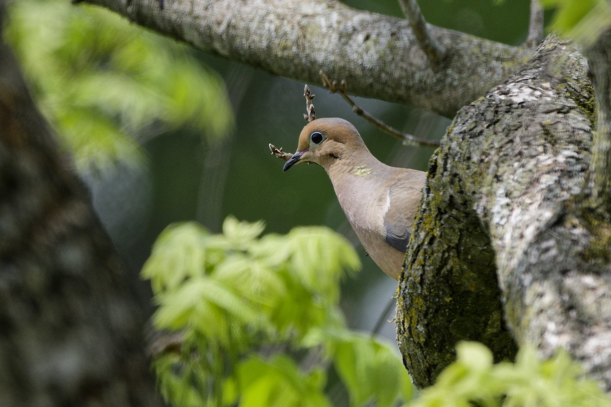 Mourning Dove - ML633935220