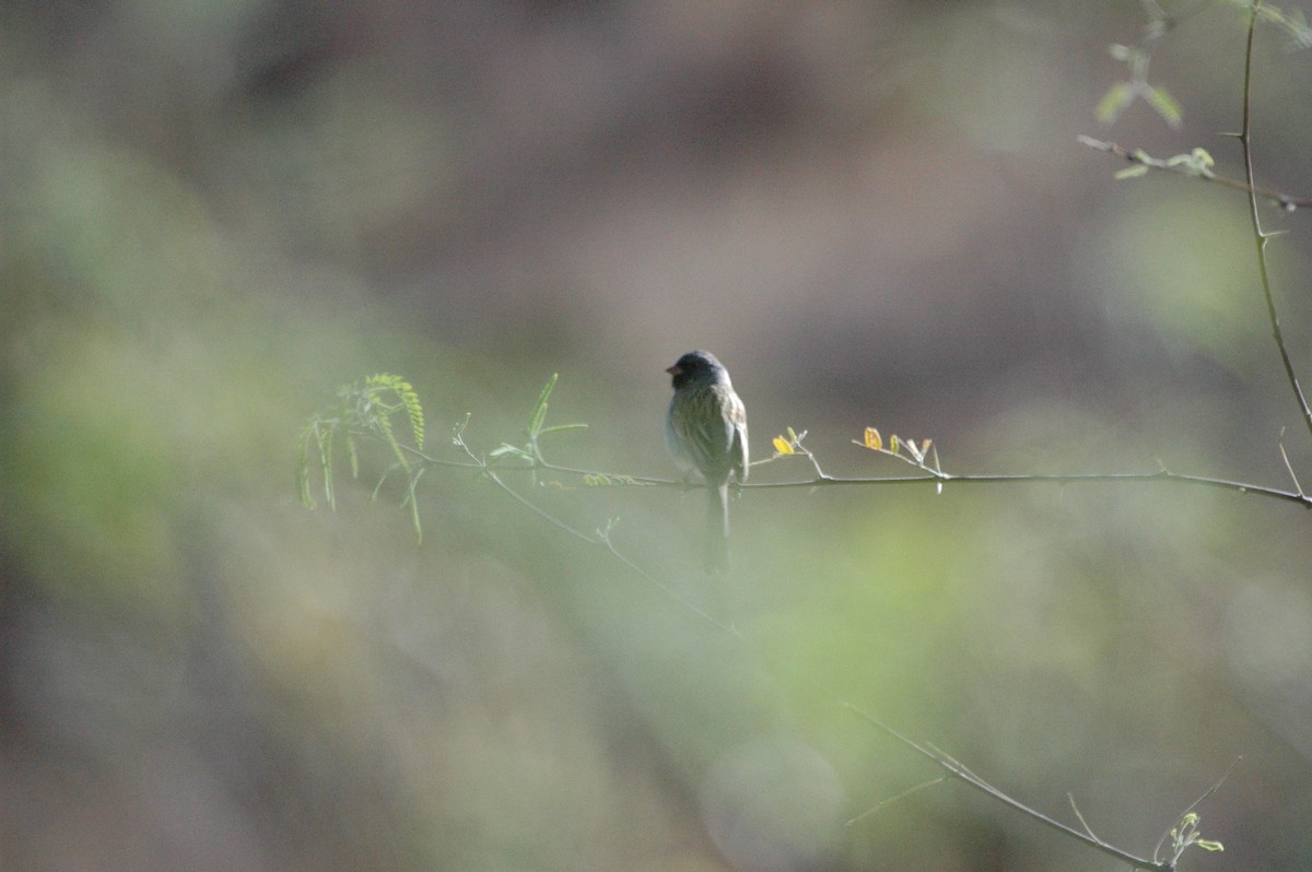 Black-chinned Sparrow - ML633935235