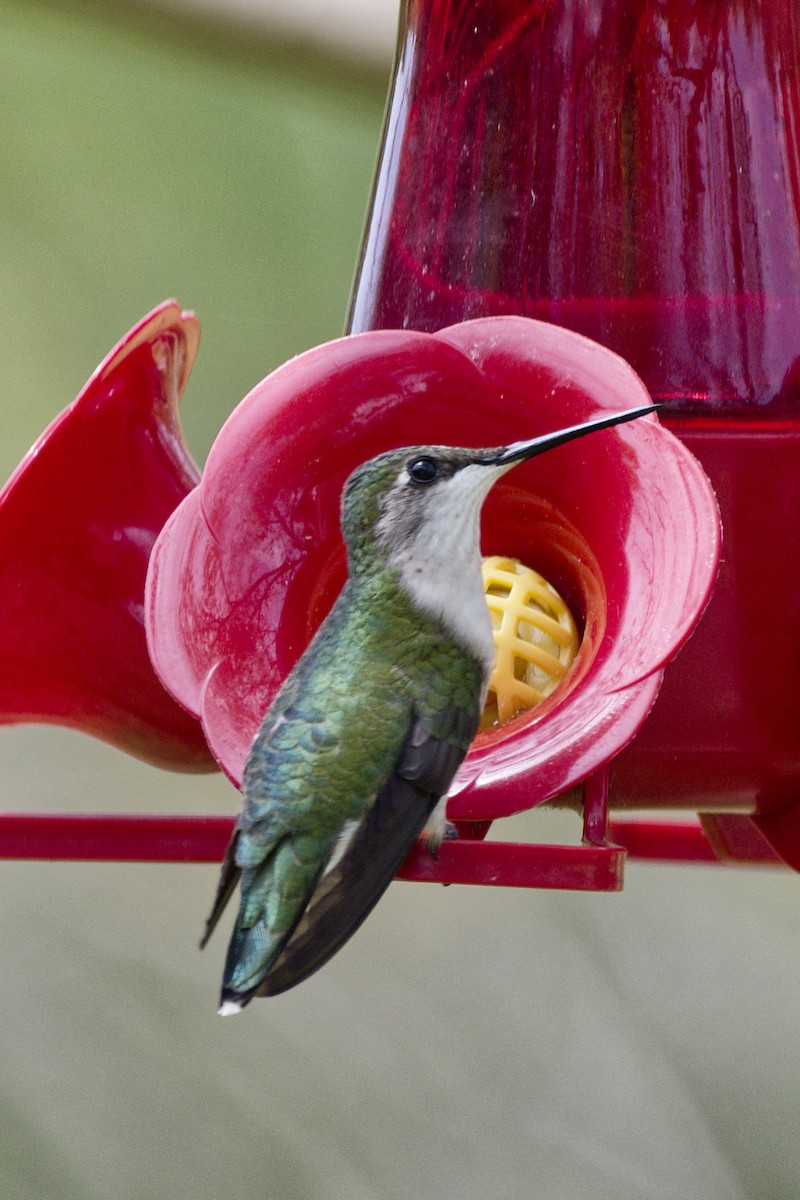 Ruby-throated Hummingbird - ML633935250