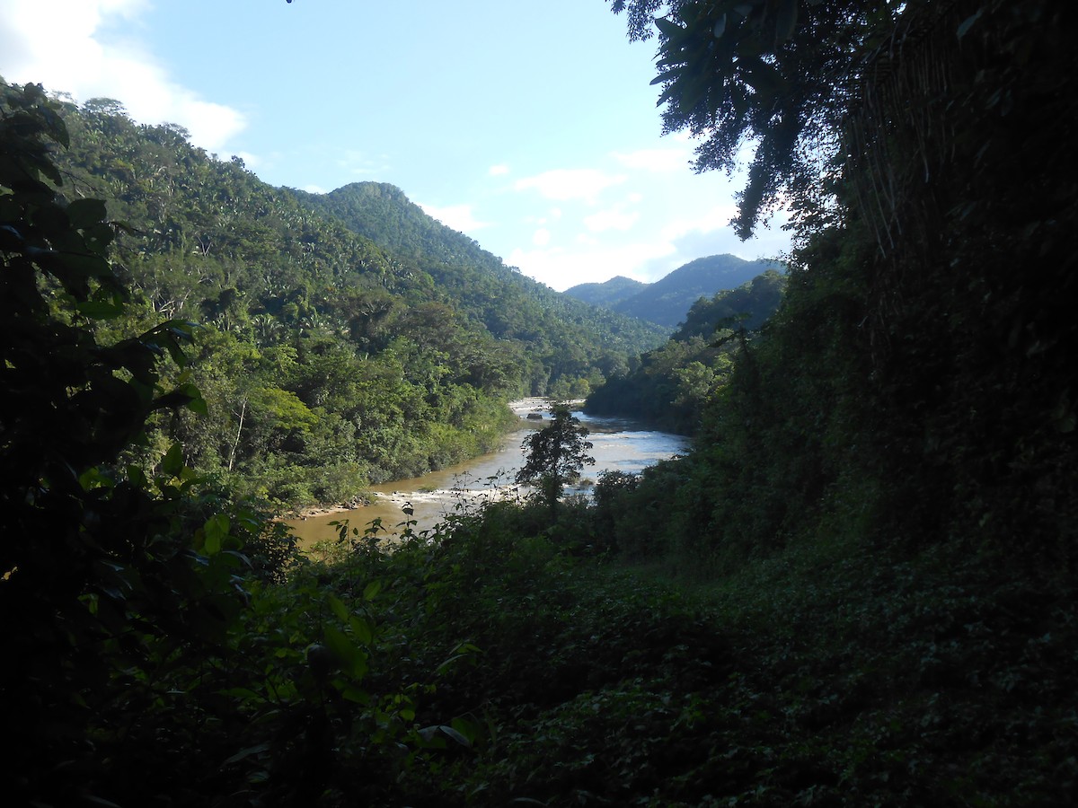 null - ML633935311