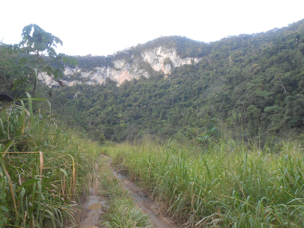 null - ML633935313
