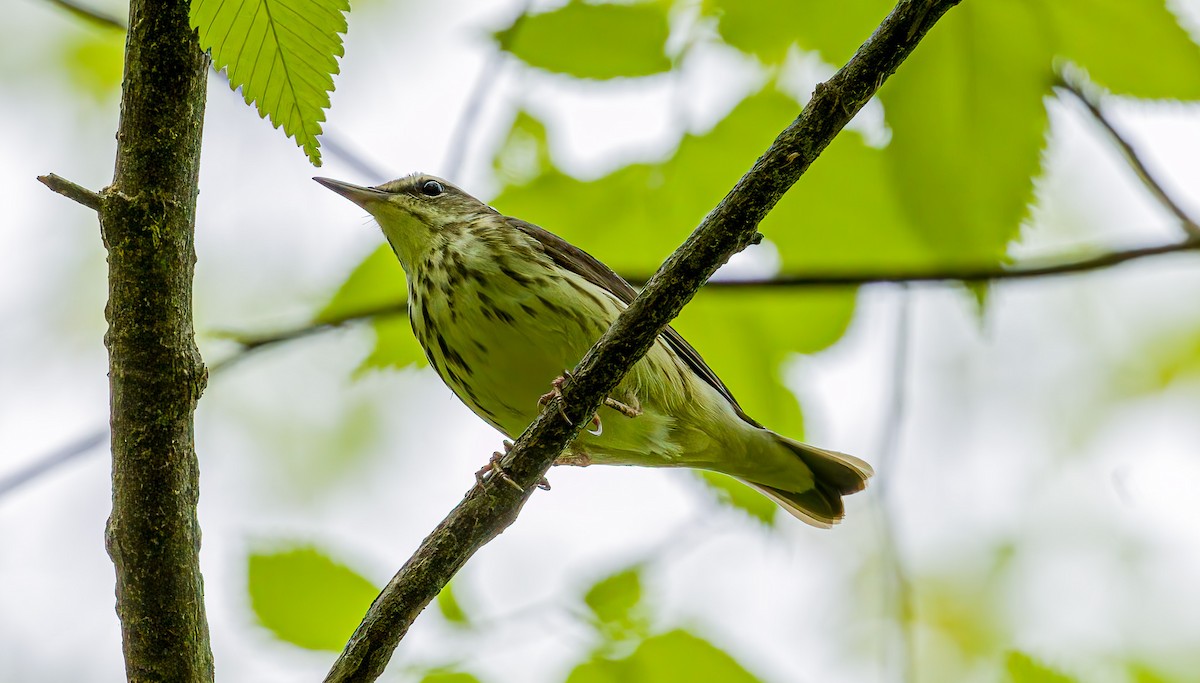 Paruline hochequeue - ML633935321