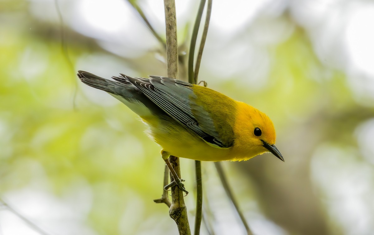 Prothonotary Warbler - ML633935328