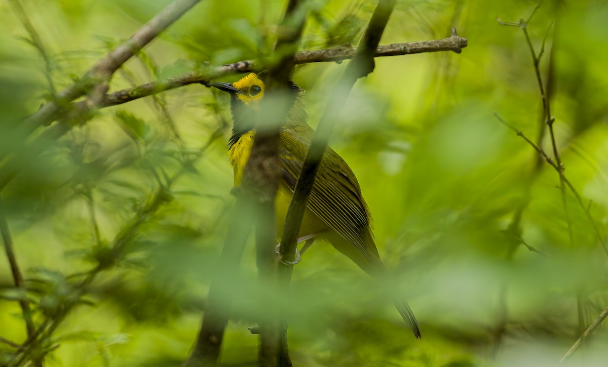 Hooded Warbler - ML633935333