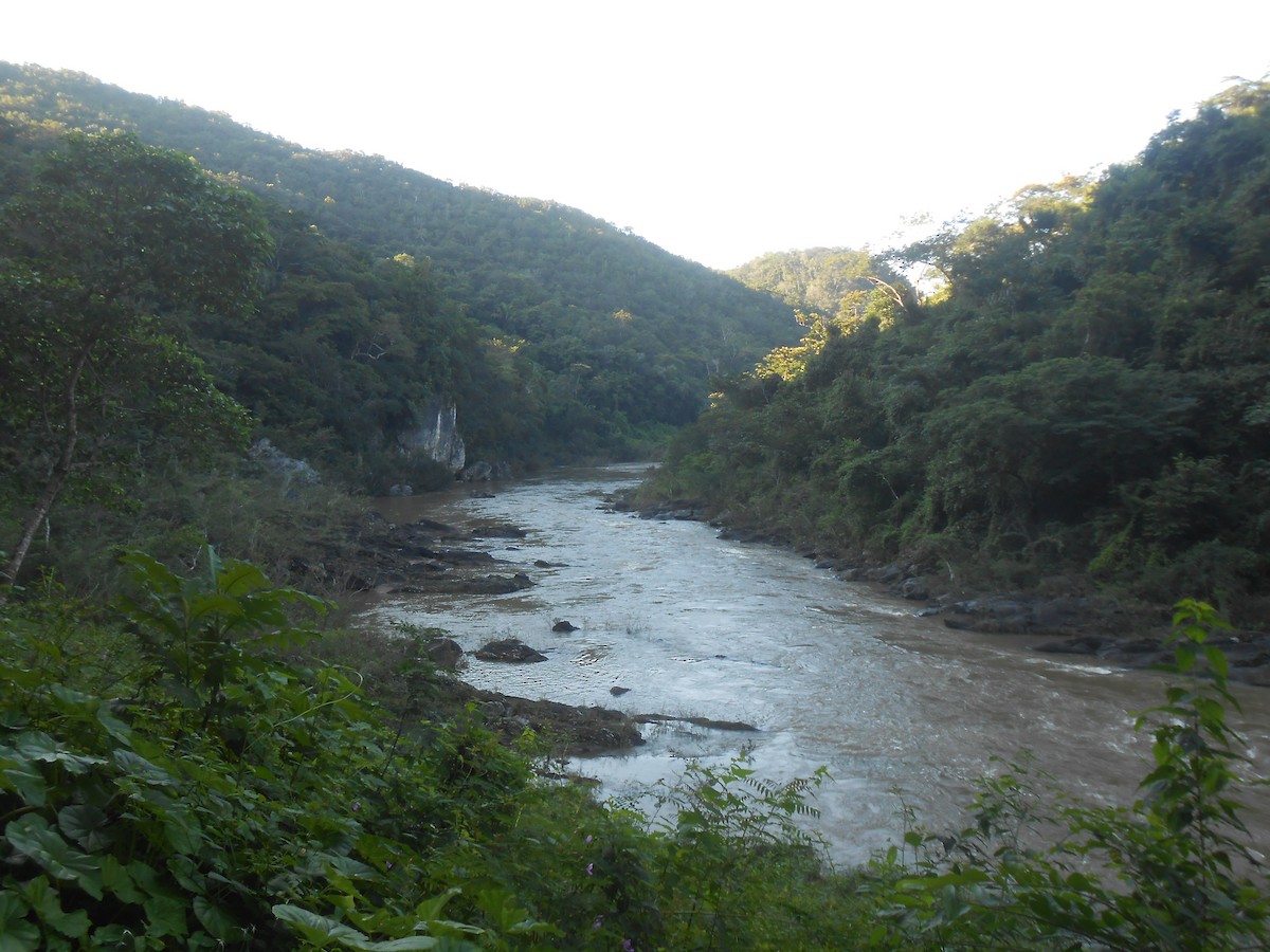 null - ML633935368