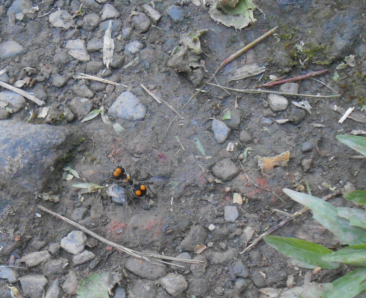 Insects - ML633935482