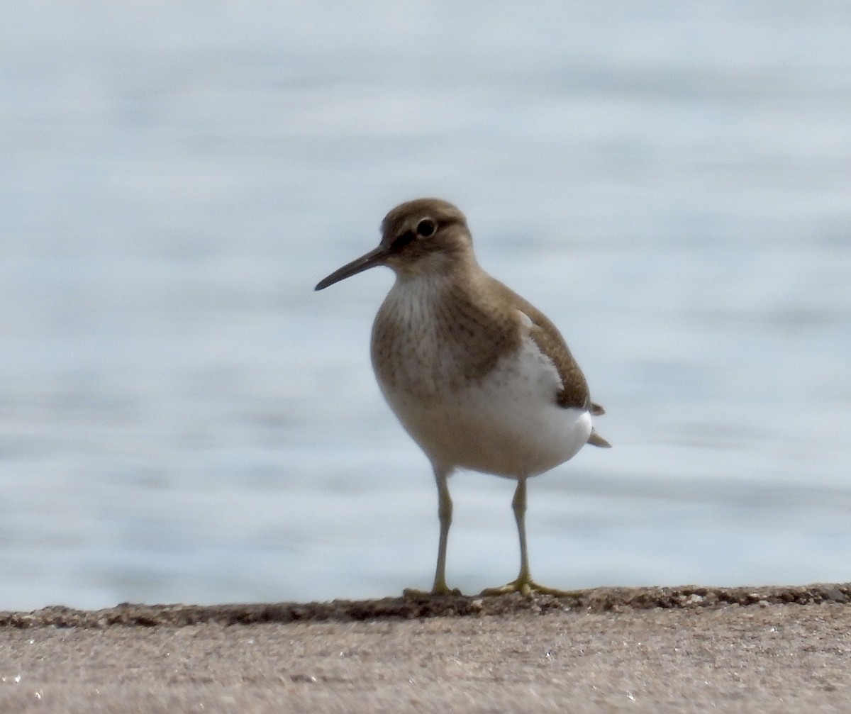 Common Sandpiper - ML633935505