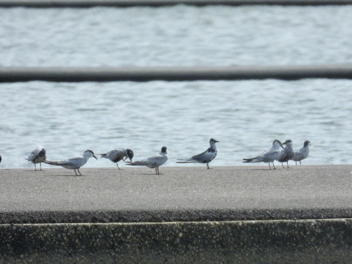 Whiskered Tern - ML633935511