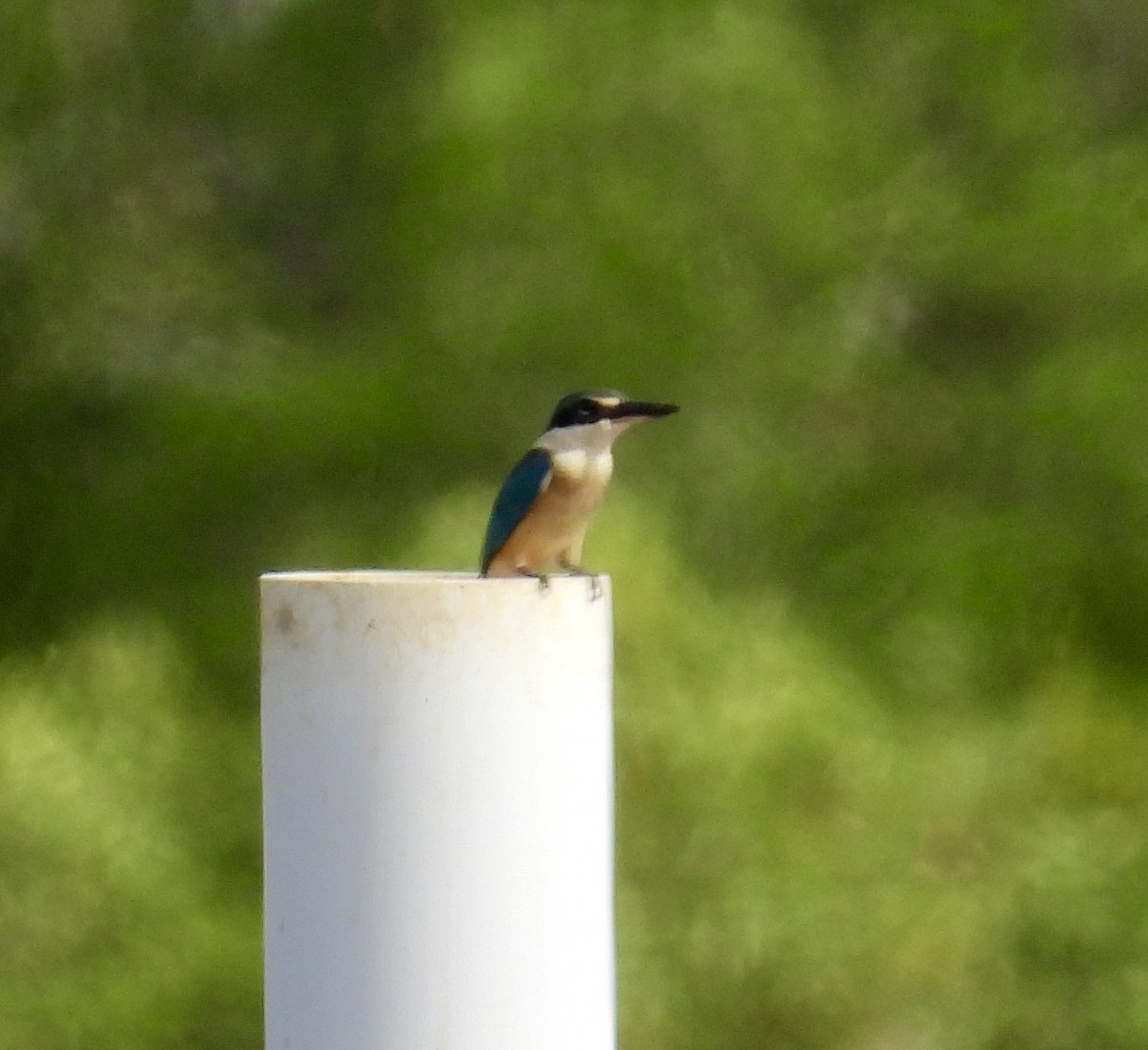 Sacred Kingfisher - ML633935518
