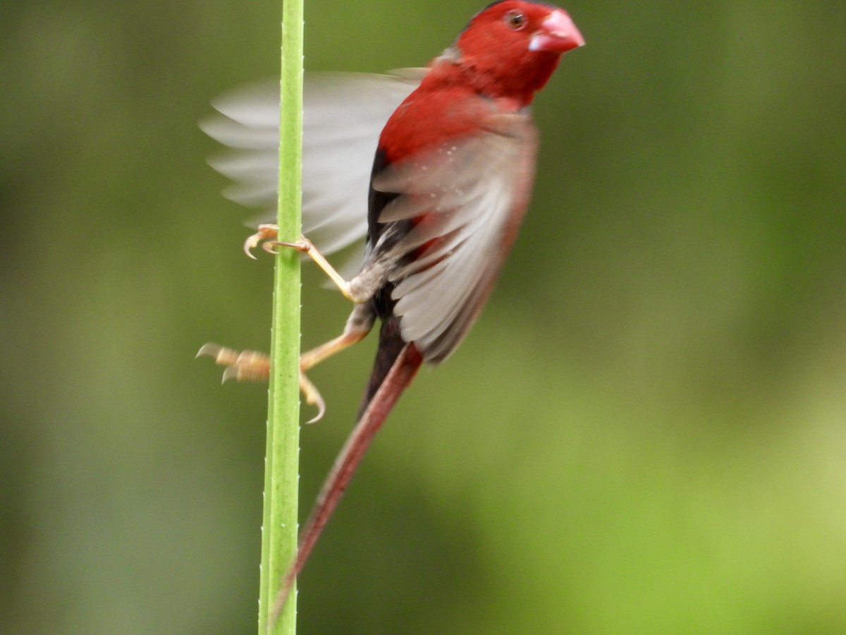 Crimson Finch (Black-bellied) - ML633935543