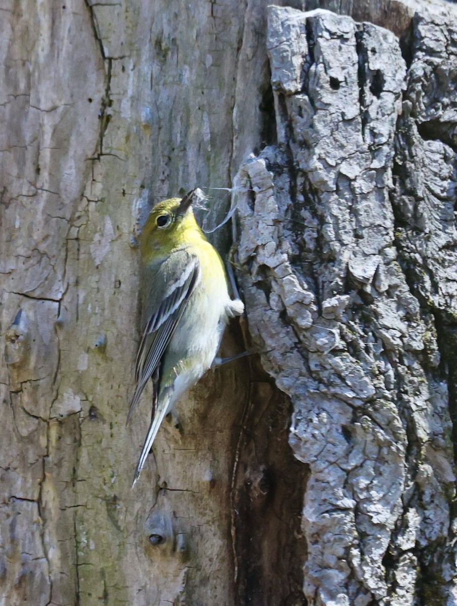 Pine Warbler - ML633935678