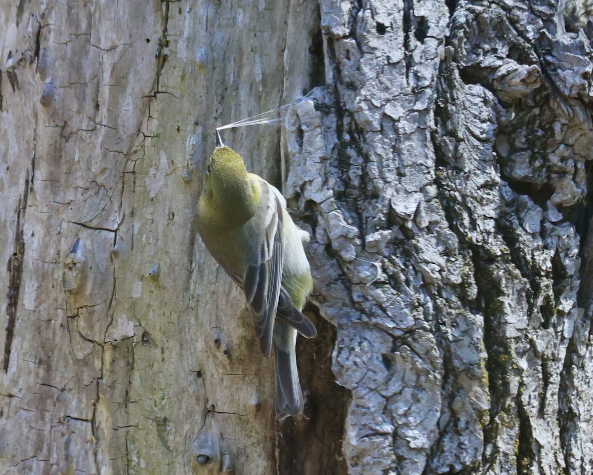 Pine Warbler - ML633935679