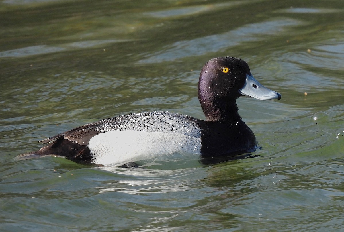 Lesser Scaup - ML633935707