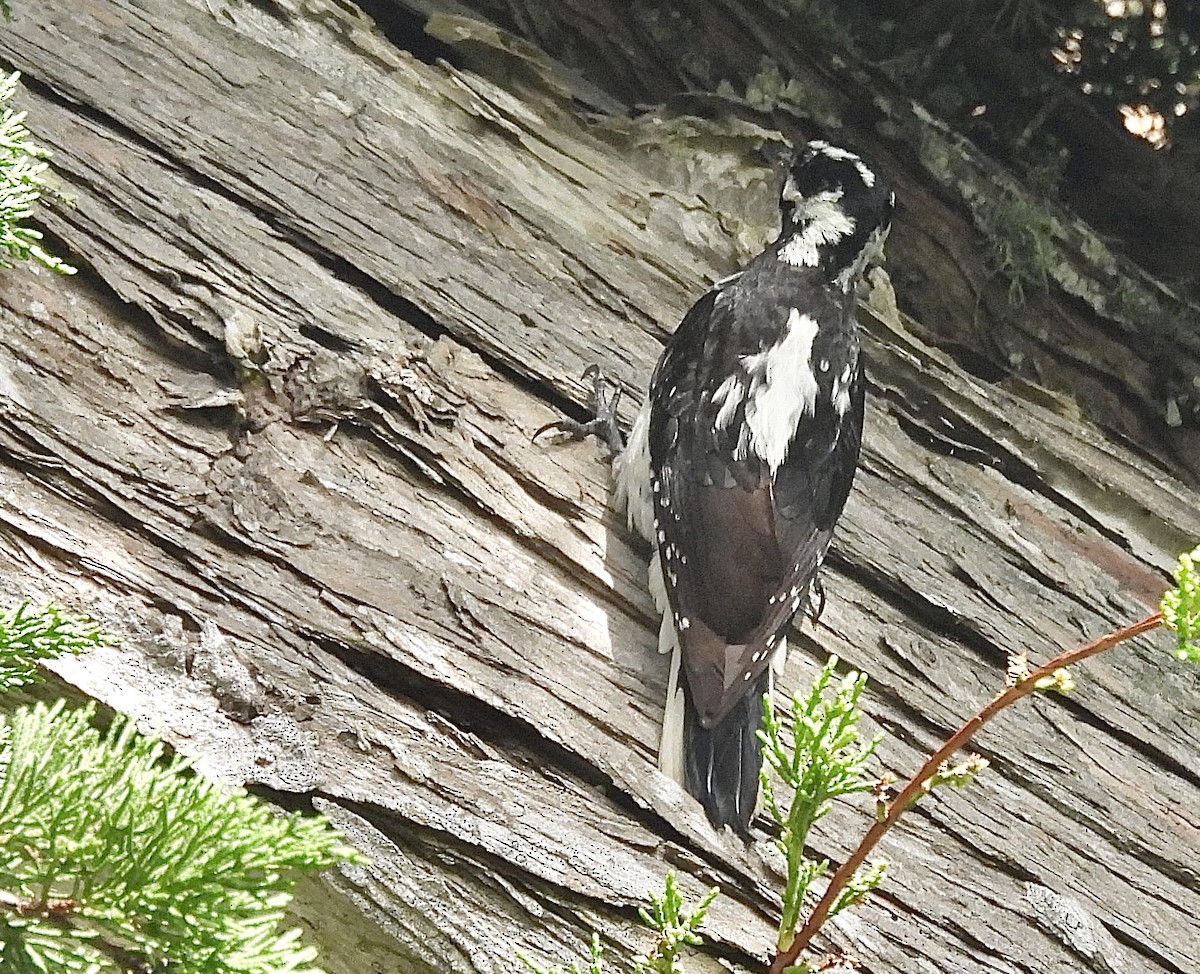 Hairy Woodpecker - ML633935843