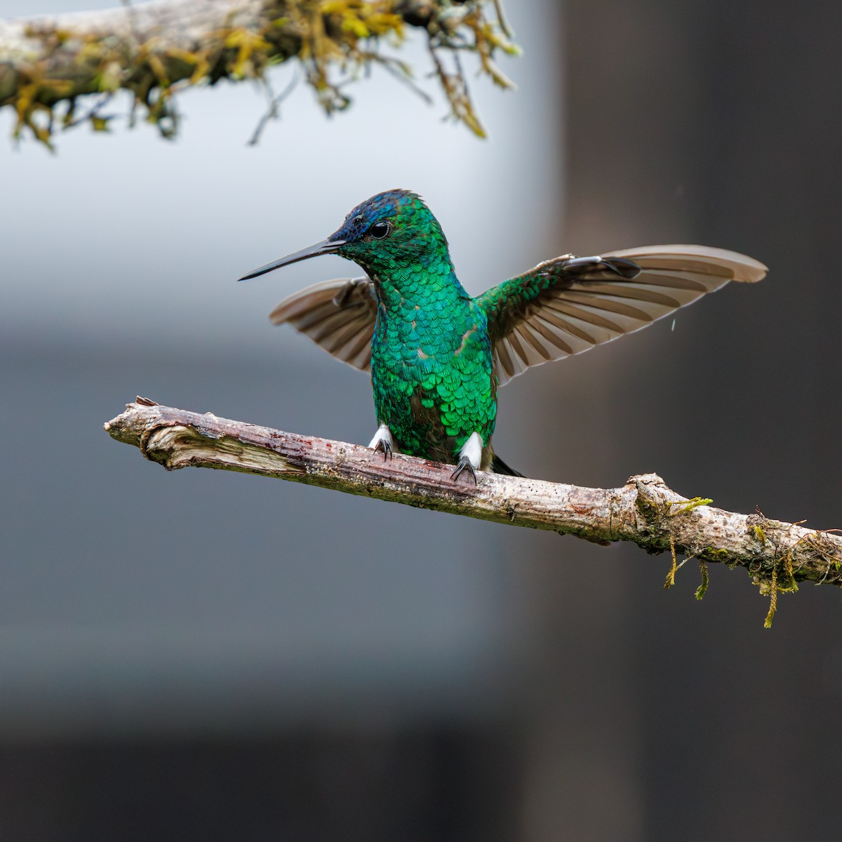 Indigo-capped Hummingbird - ML633935847