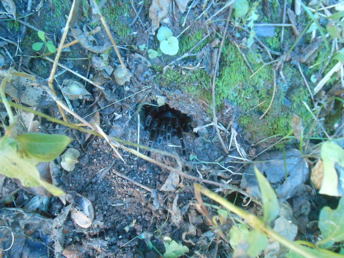 Arachnids - ML633935866